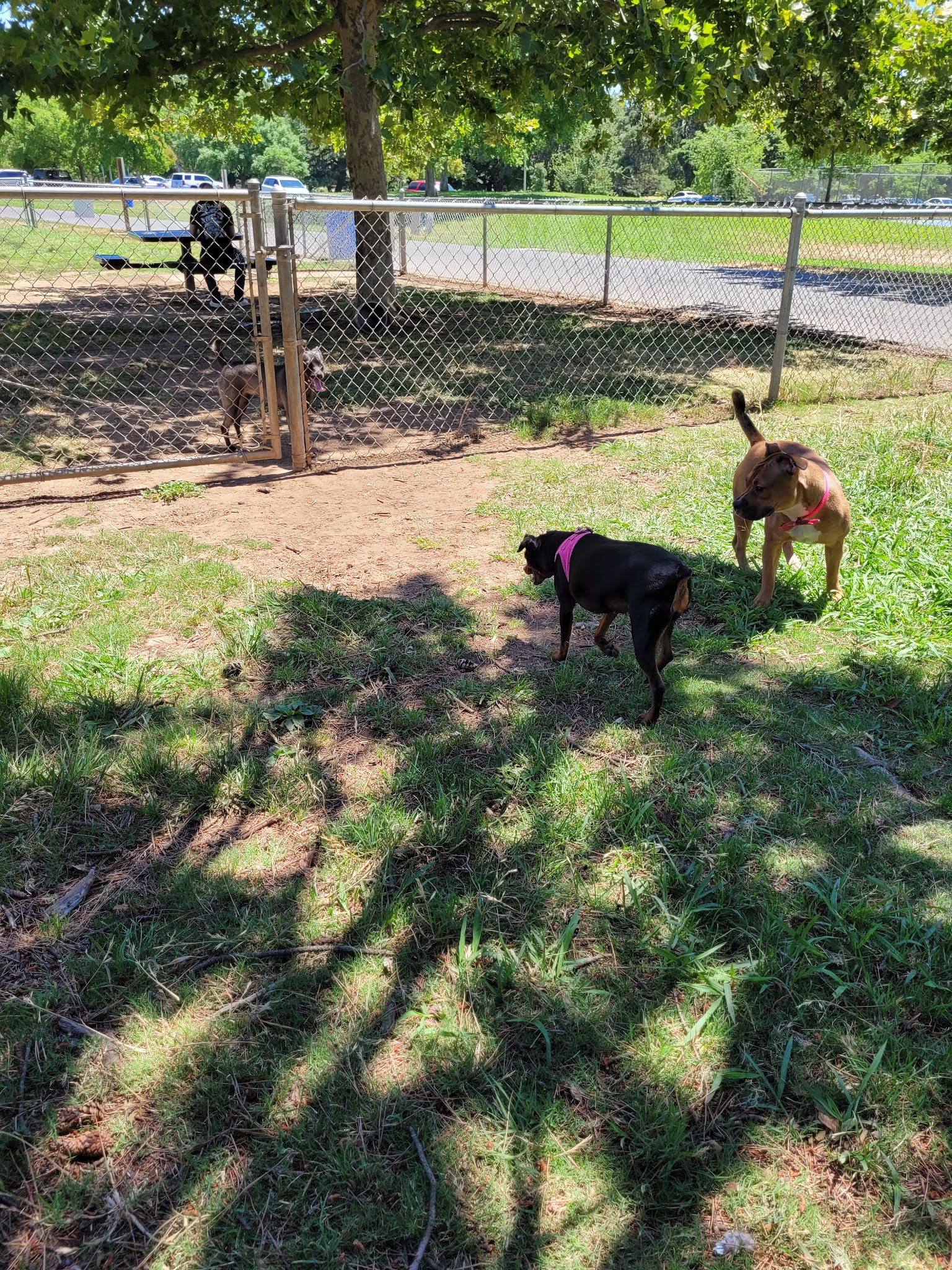 Howe Ave Park Off Leash Dog Park - Sacramento, CA