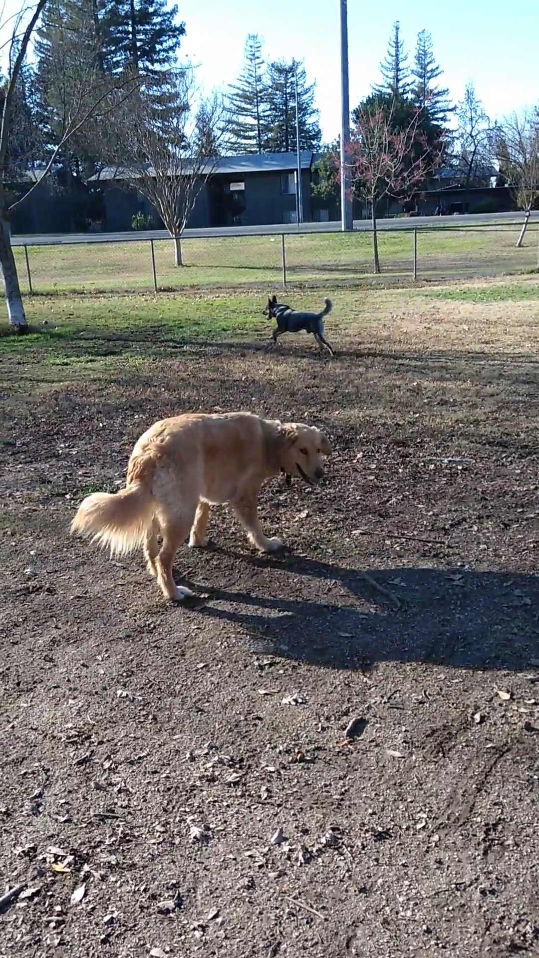 Howe Ave Park Off Leash Dog Park - Sacramento, CA