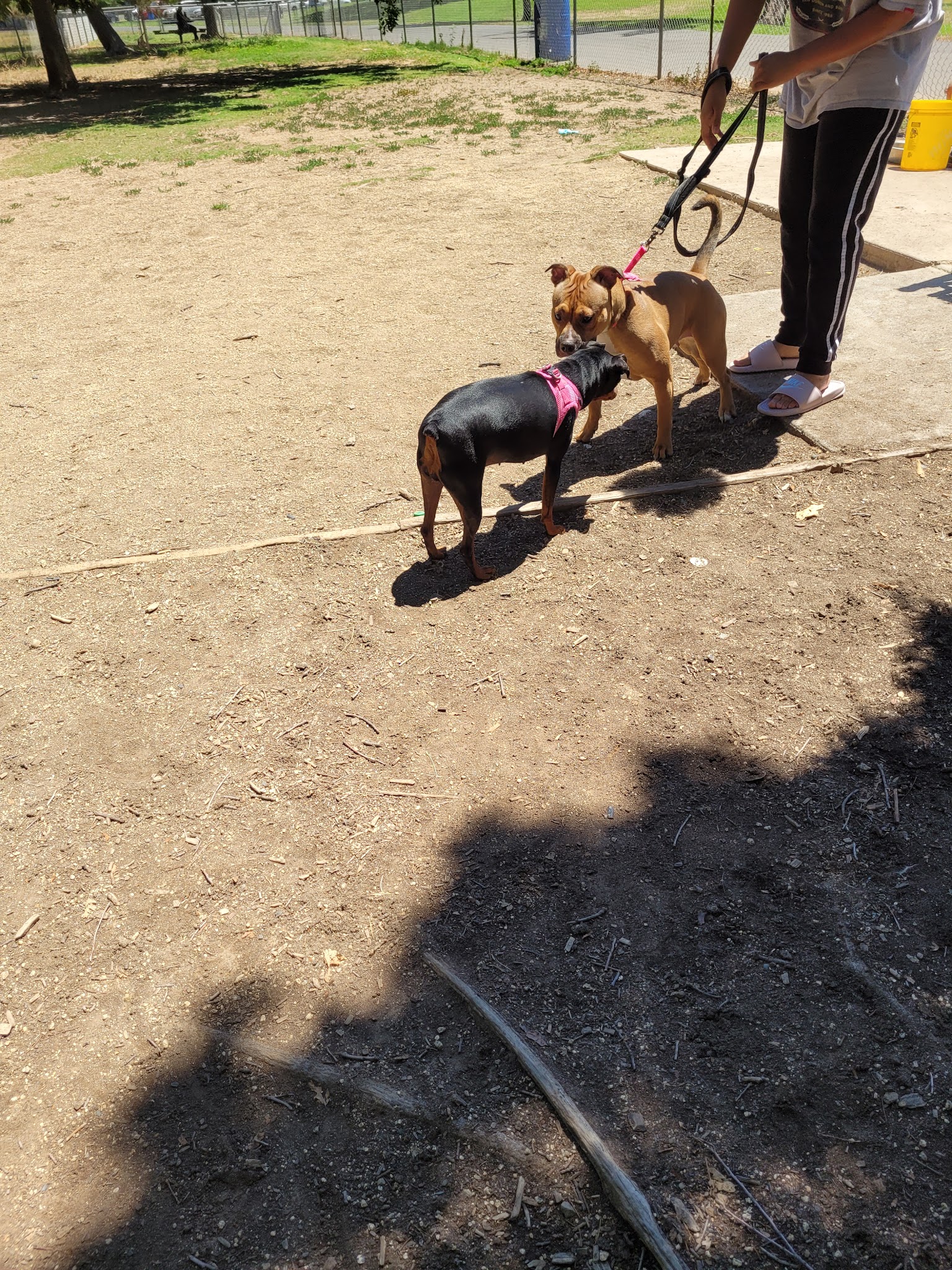 Howe Ave Park Off Leash Dog Park - Sacramento, CA