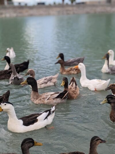 Duck Pond - Safford, AZ