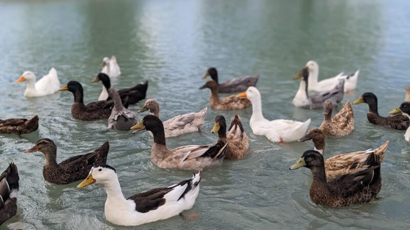 Duck Pond - Safford, AZ