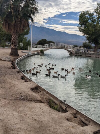 Duck Pond - Safford, AZ