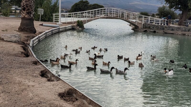 Duck Pond - Safford, AZ