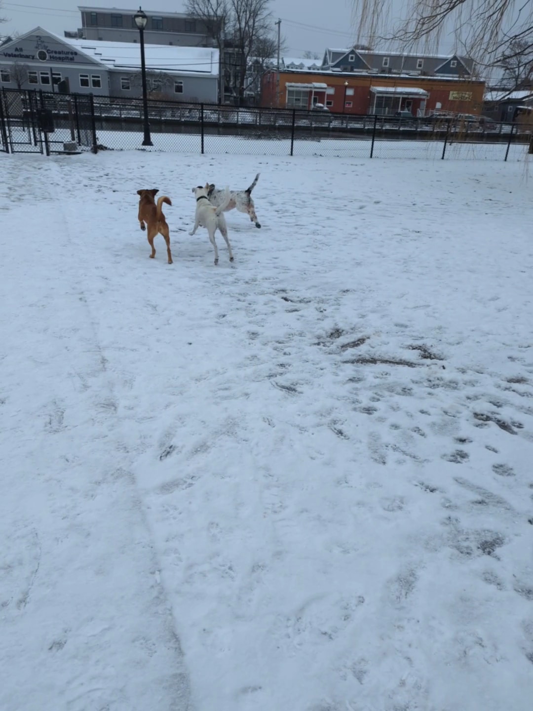 Dog park - Salem, MA