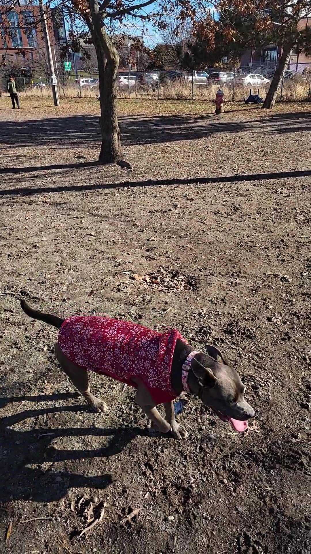 Salem Play Area for Canine Exercise (SPACE) - Salem, MA