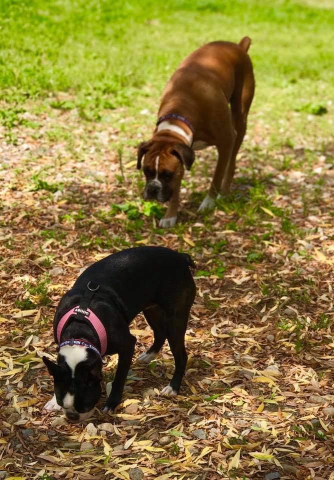 Salem Play Area for Canine Exercise (SPACE) - Salem, MA