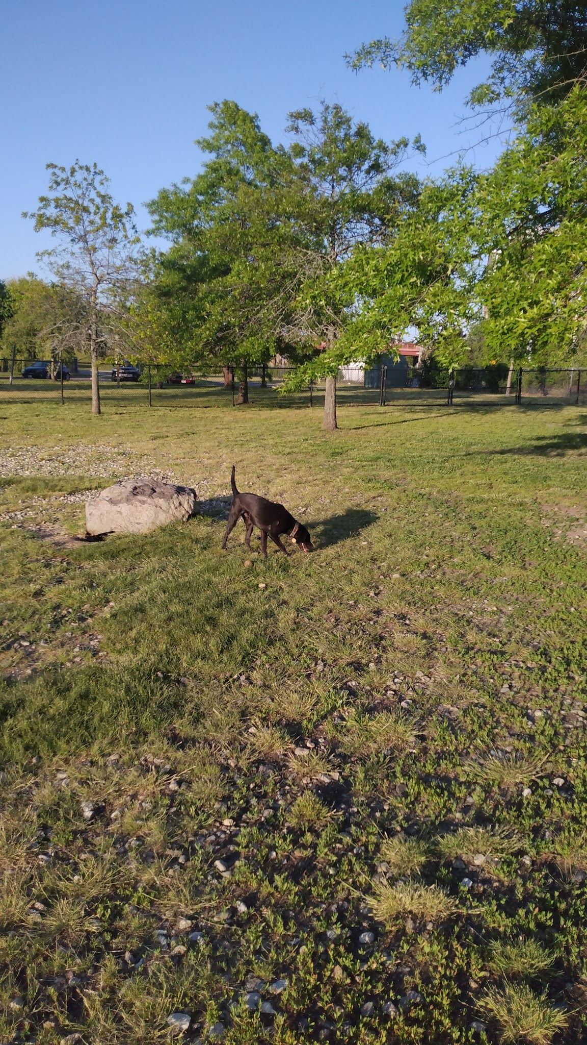 Salem Play Area for Canine Exercise (SPACE) - Salem, MA