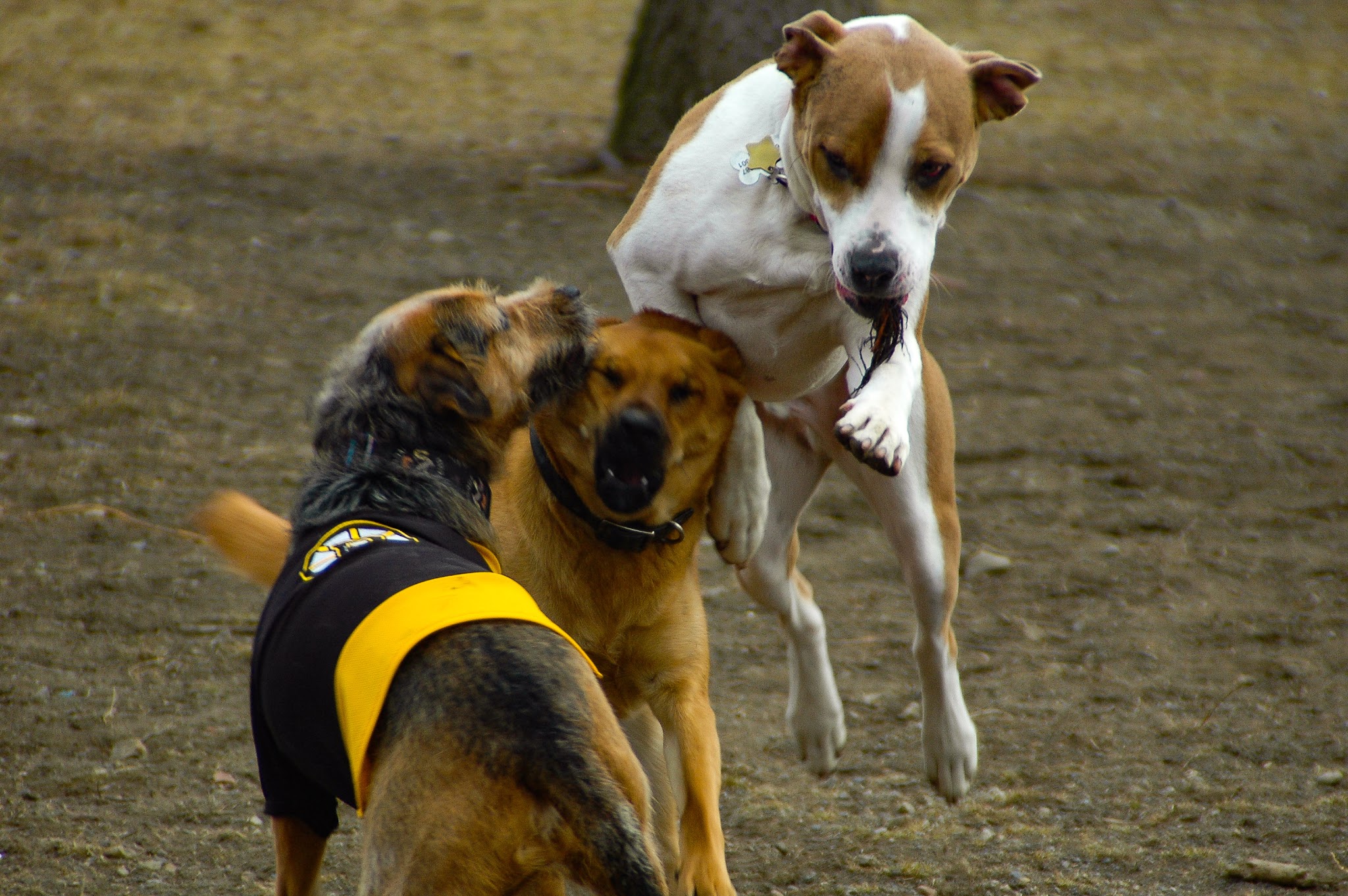 Salem Play Area for Canine Exercise (SPACE) - Salem, MA