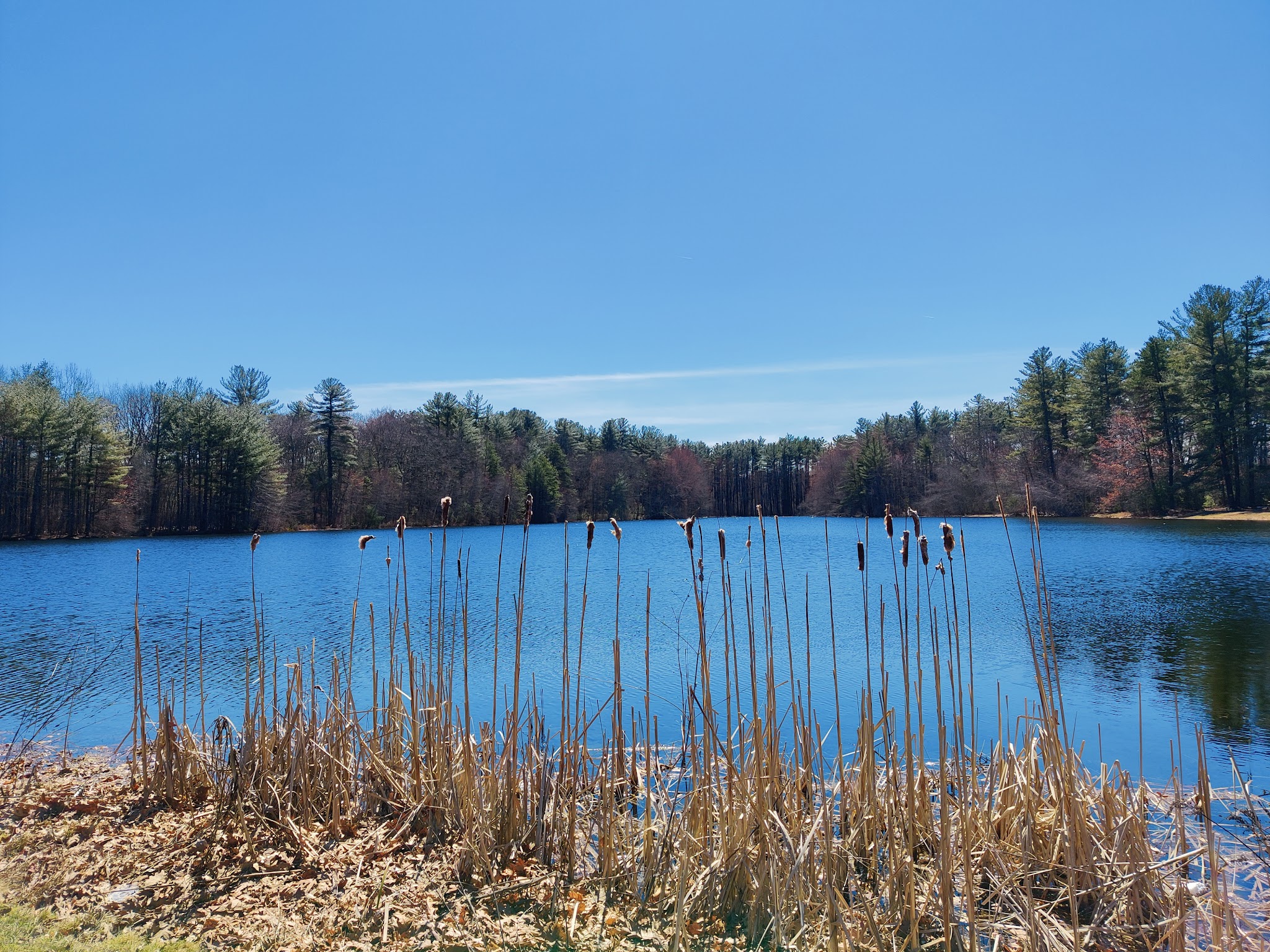 Hedgehog Park - Salem, NH