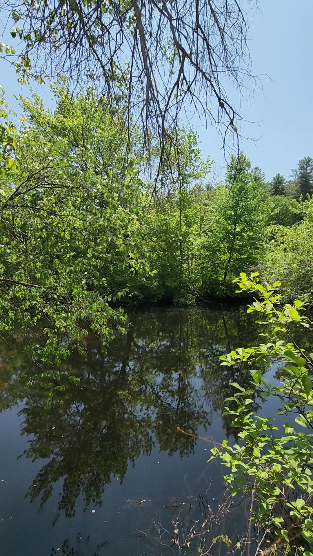 Salem Town Forest - Salem, NH