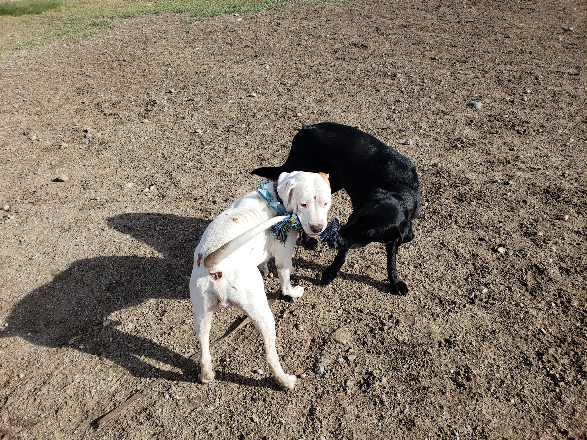 Dog Park - Salida, CO