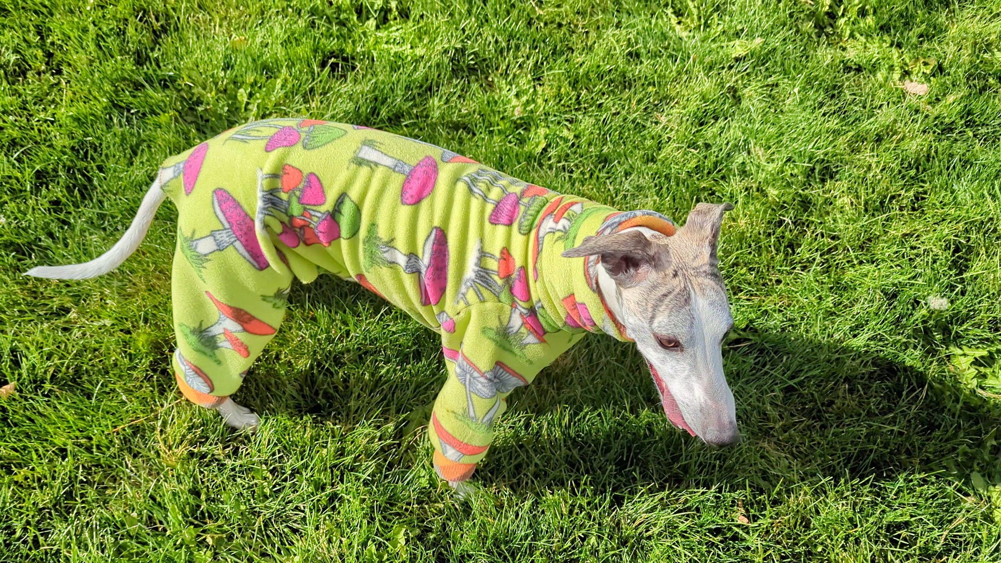 Cottonwood Dog Park - Salt Lake City, UT