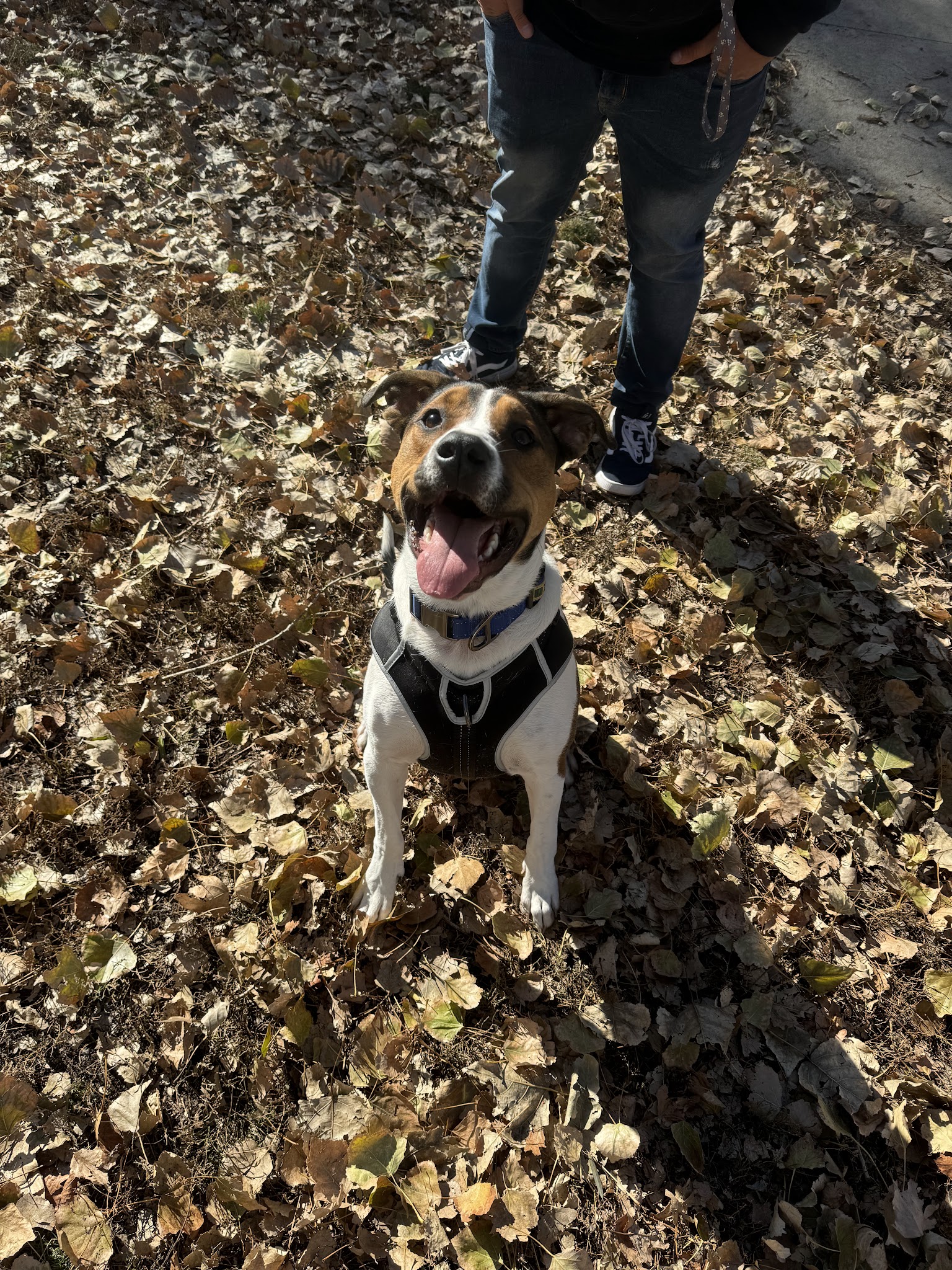 Cottonwood Dog Park - Salt Lake City, UT