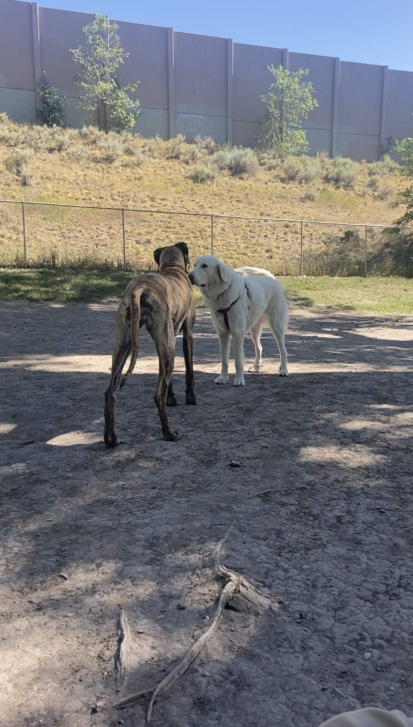Fairmont dog park - Salt Lake City, UT