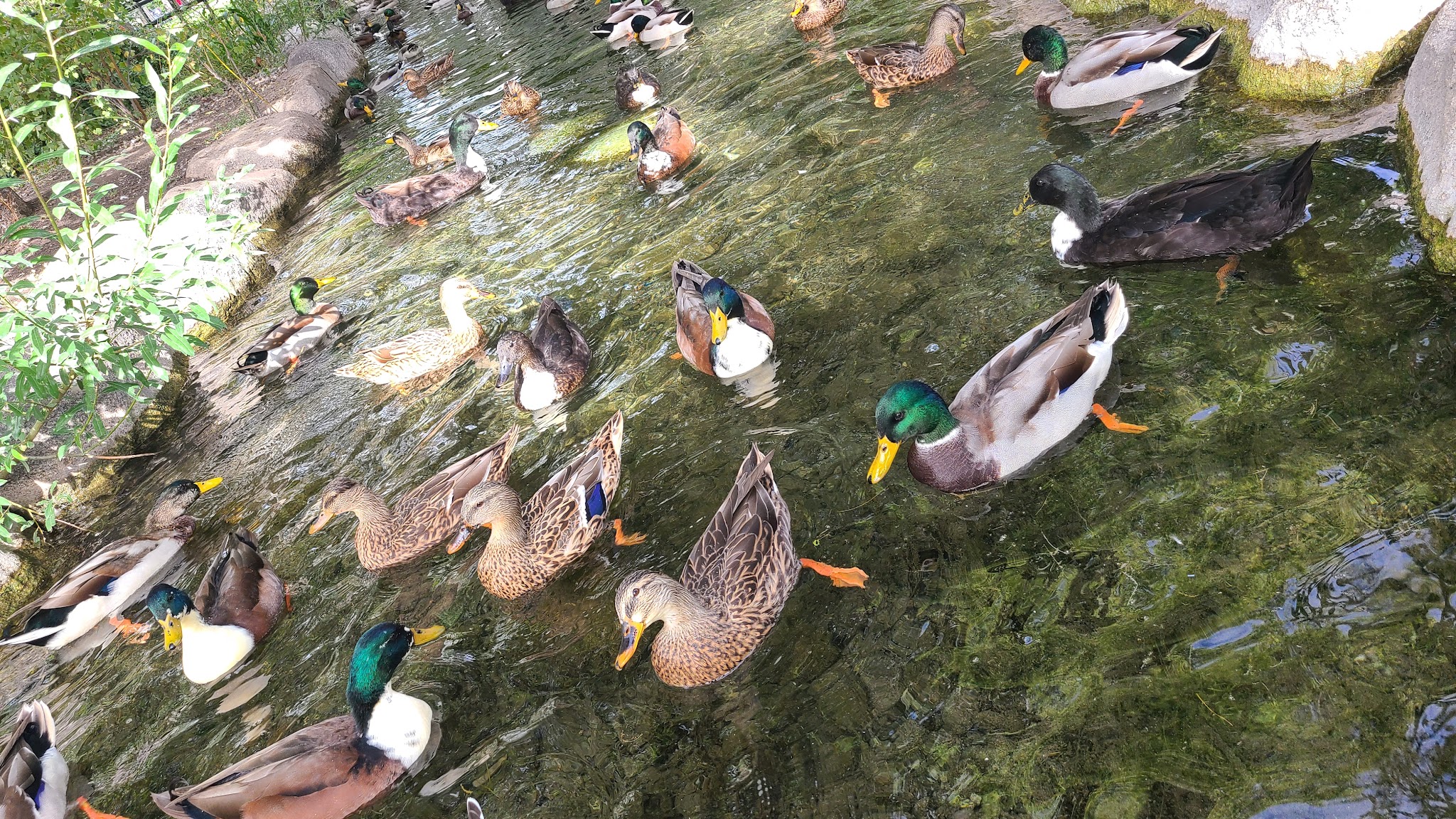 Fairmont dog park - Salt Lake City, UT