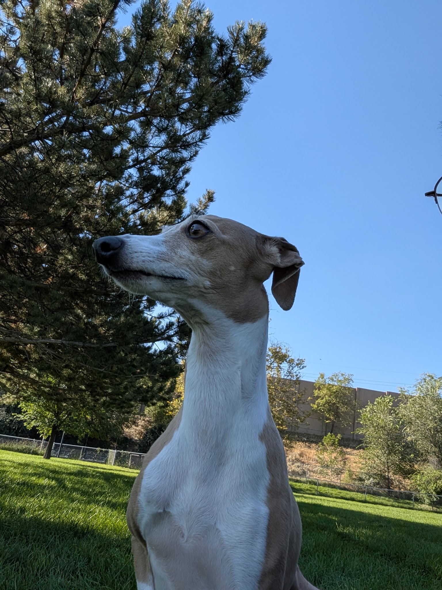 Fairmont dog park - Salt Lake City, UT