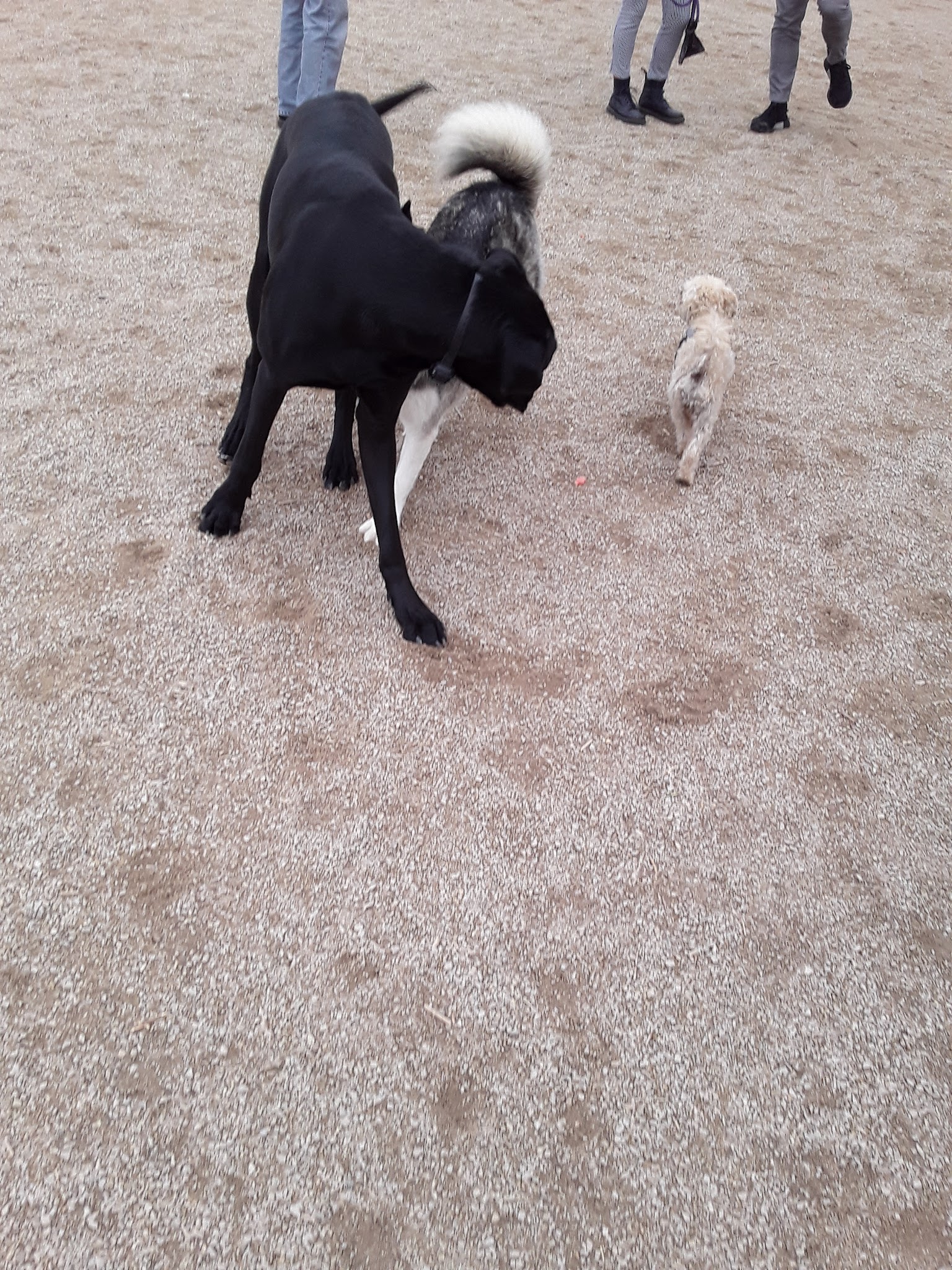 Herman Franks Dog Park - Salt Lake City, UT