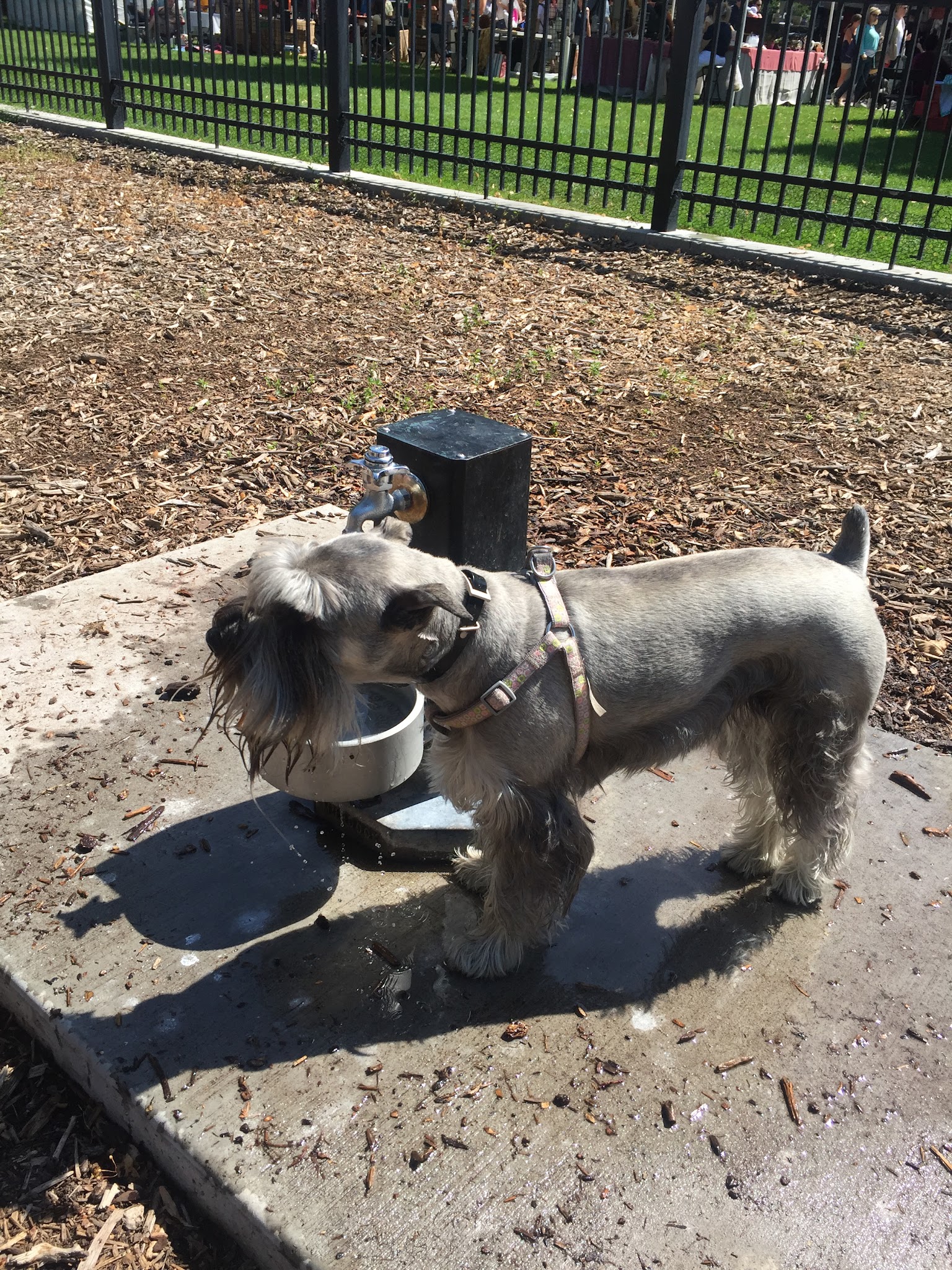 Pioneer Dog Park - Salt Lake City, UT