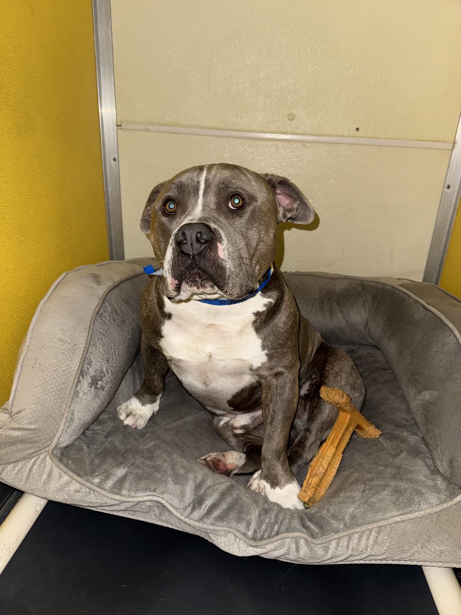 Utah Dog Park Airport, A Thrive Pet Healthcare Partner - Salt Lake City, UT