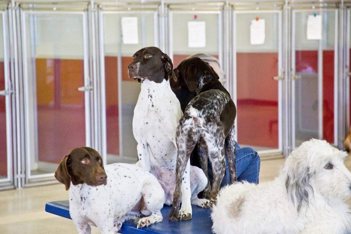Utah Dog Park Airport, A Thrive Pet Healthcare Partner - Salt Lake City, UT