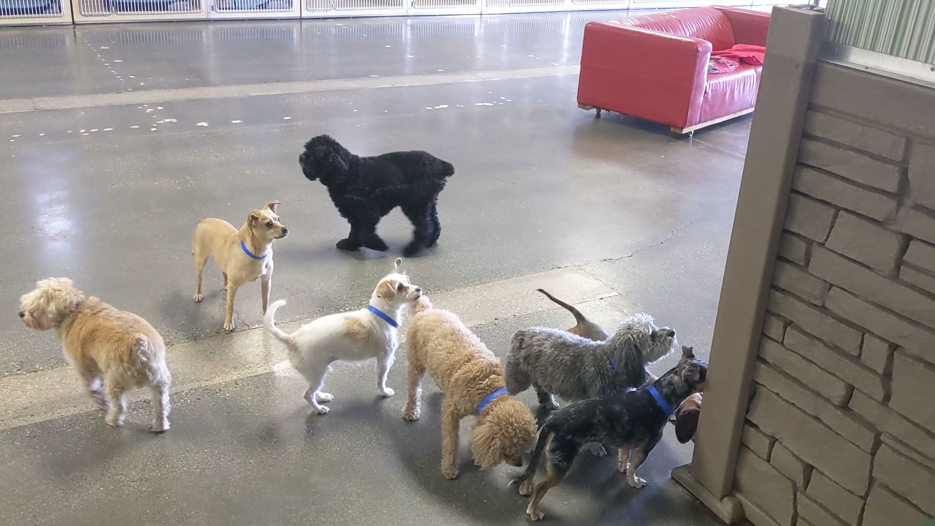 Utah Dog Park Airport, A Thrive Pet Healthcare Partner - Salt Lake City, UT