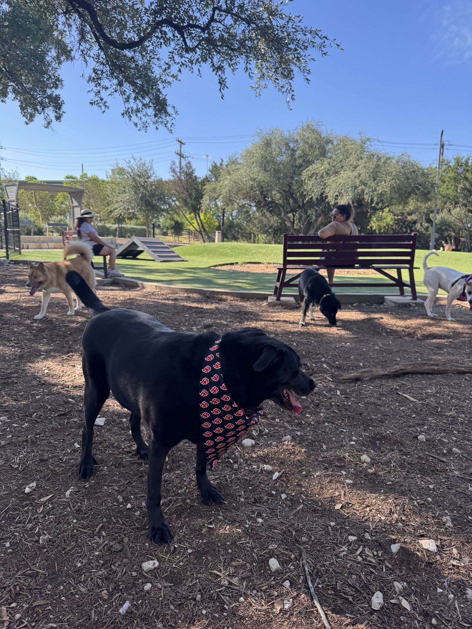 Coyote Dog Park - San Antonio, TX