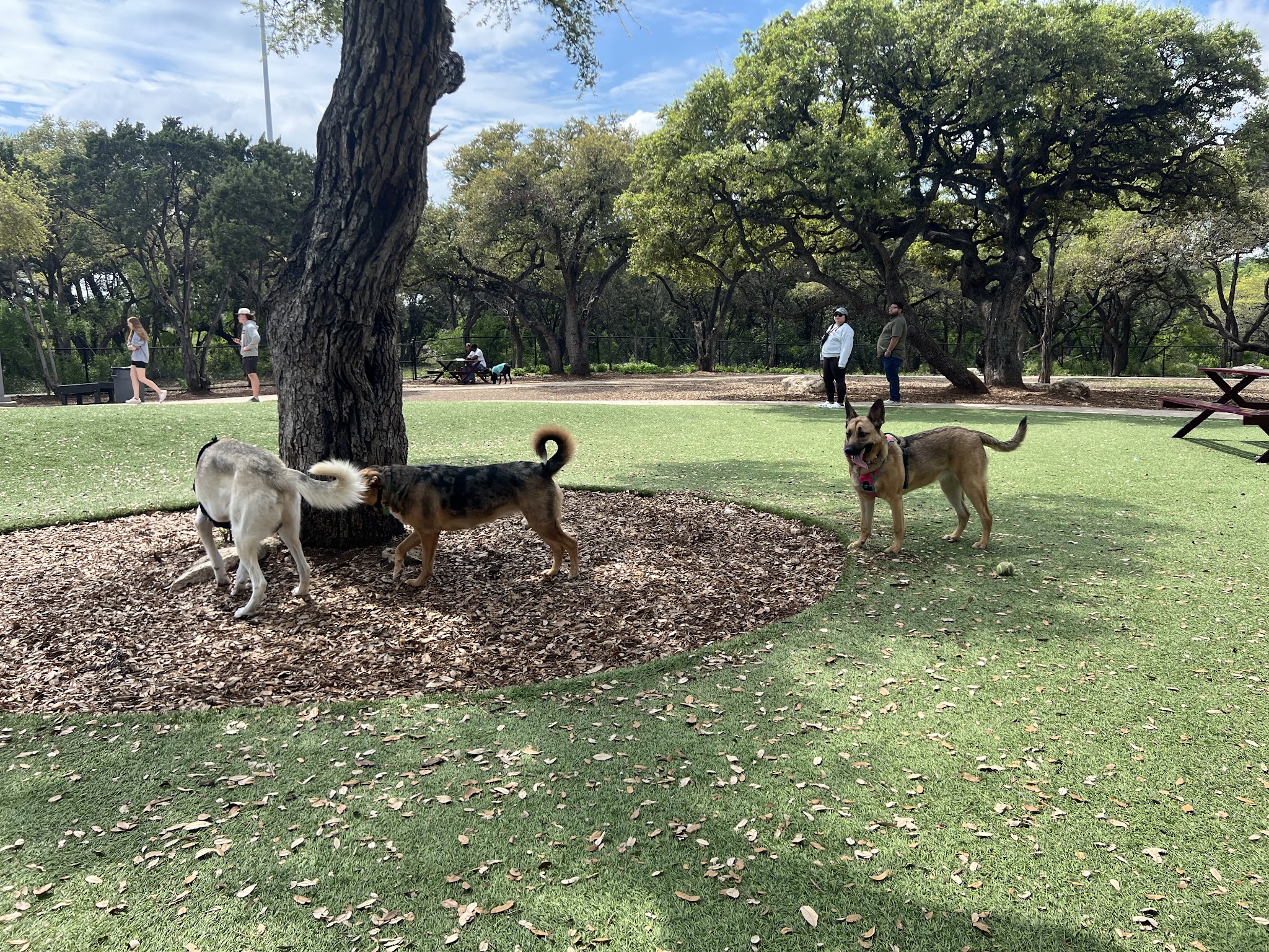 Coyote Dog Park - San Antonio, TX