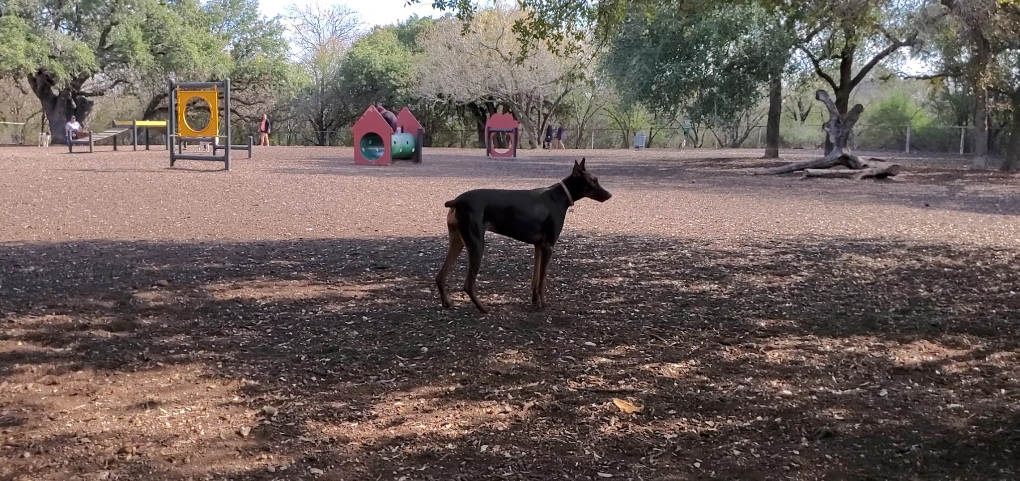 McAllister Dog Park - San Antonio, TX
