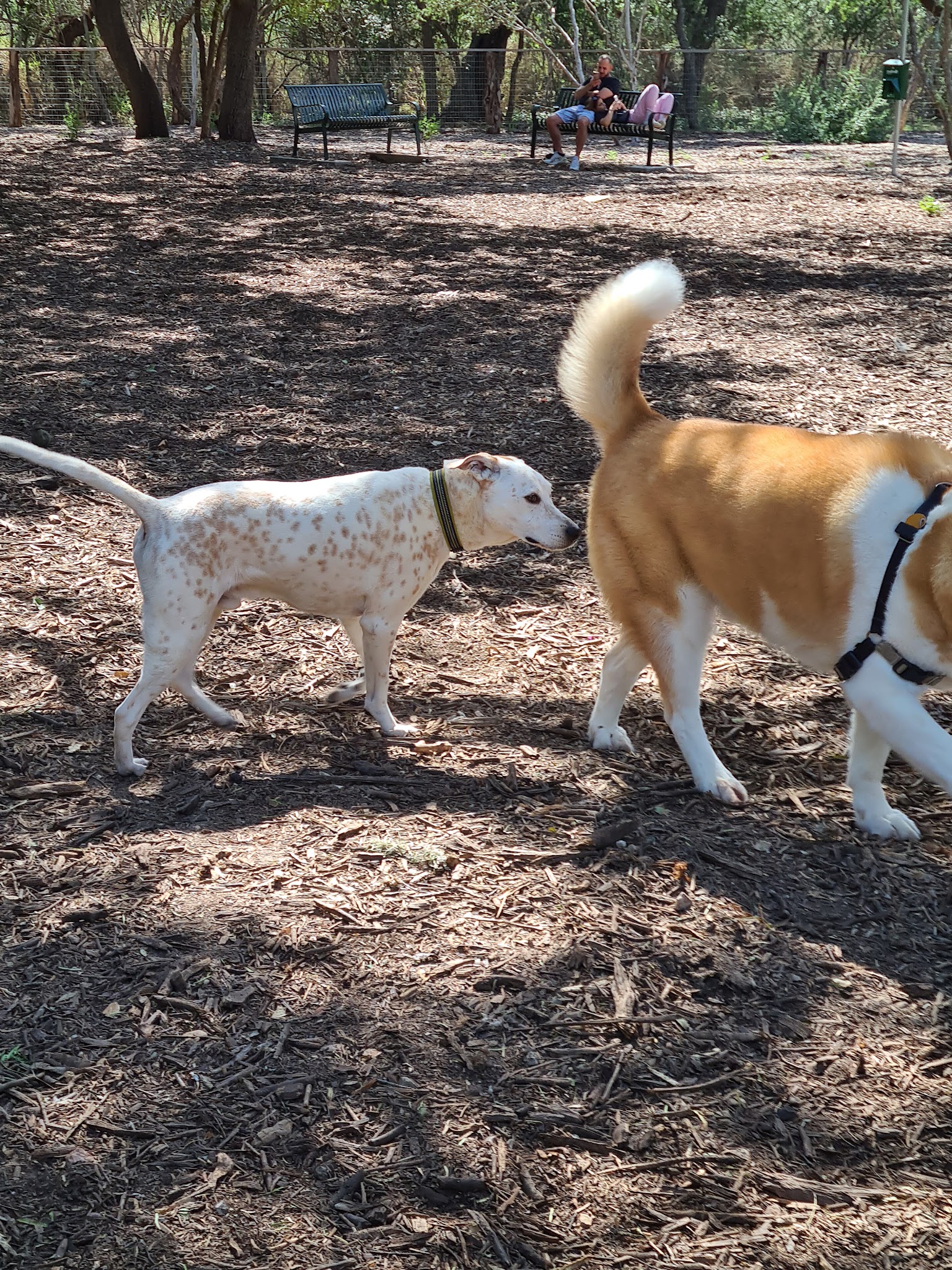 McAllister Dog Park - San Antonio, TX