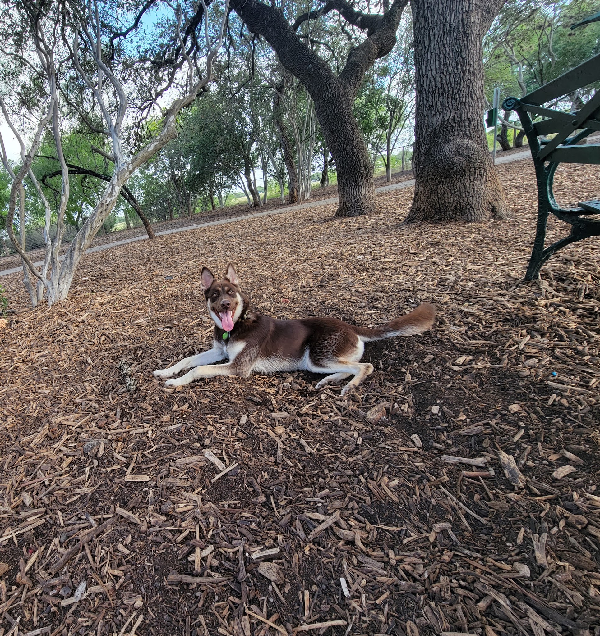 McAllister Dog Park - San Antonio, TX