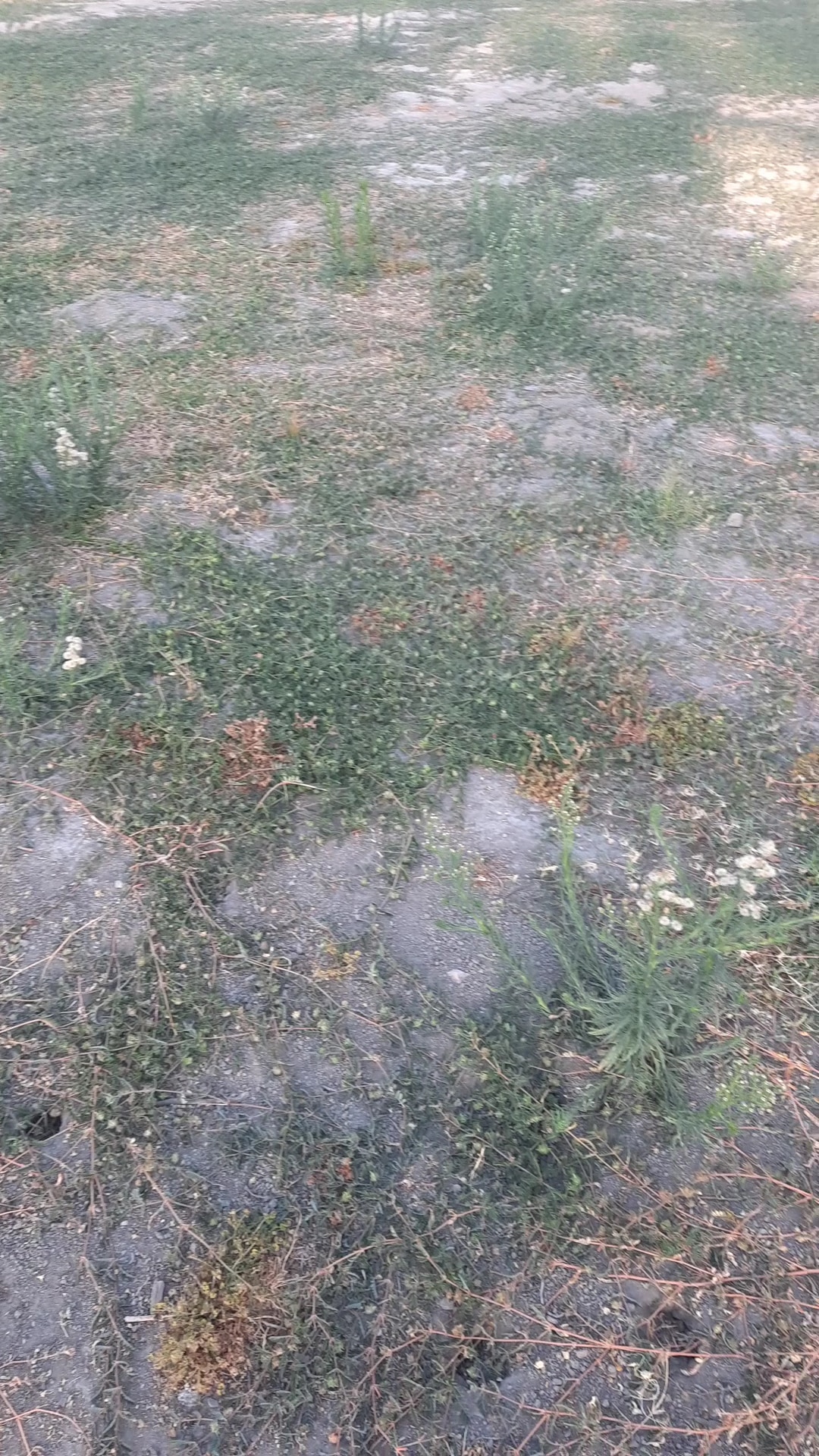 Dog Park at Seccombe Lake - San Bernardino, CA