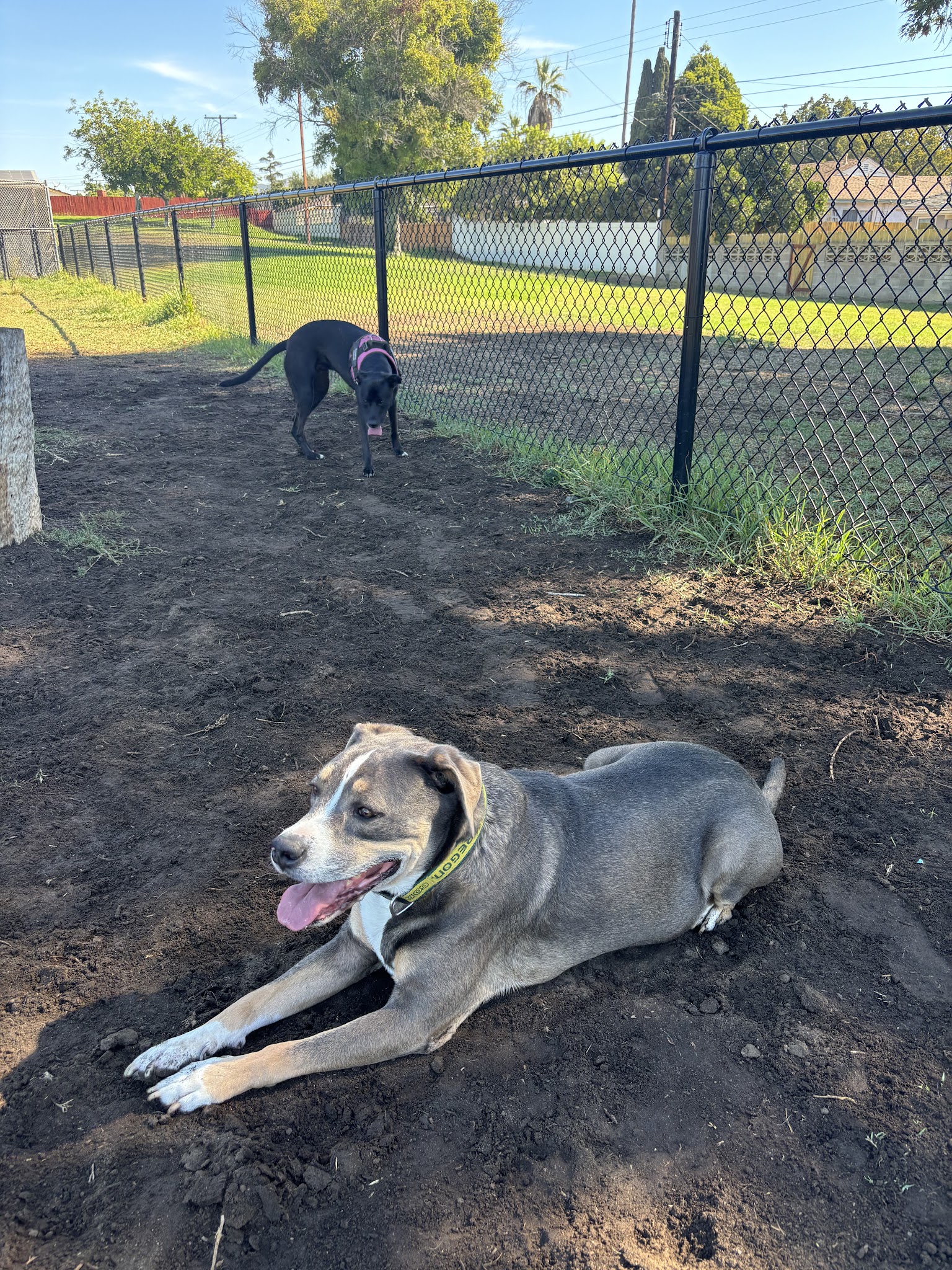 Allied Gardens Dog Park - San Diego, CA