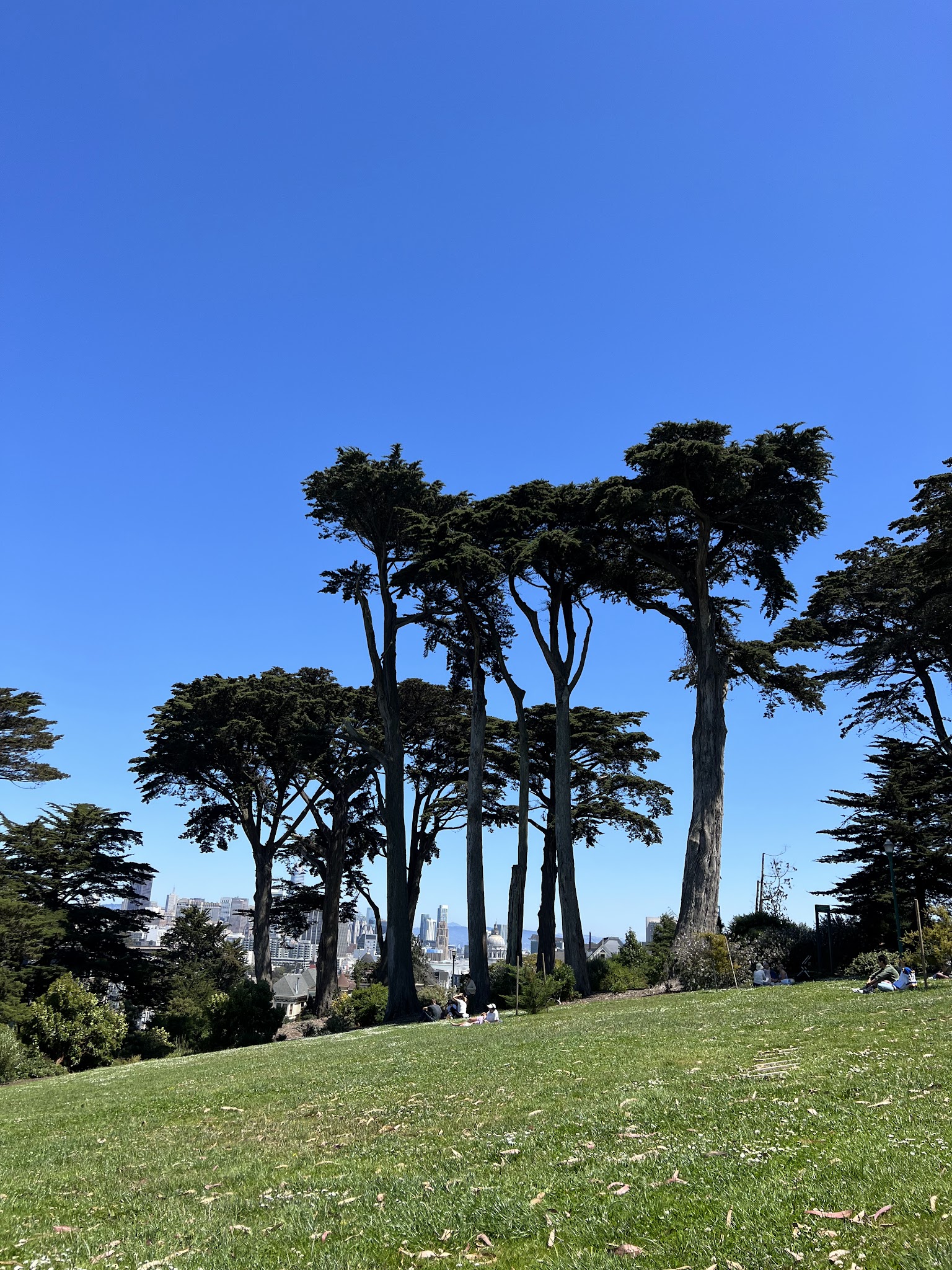 Alamo Square Dog Play Area - San Francisco, CA