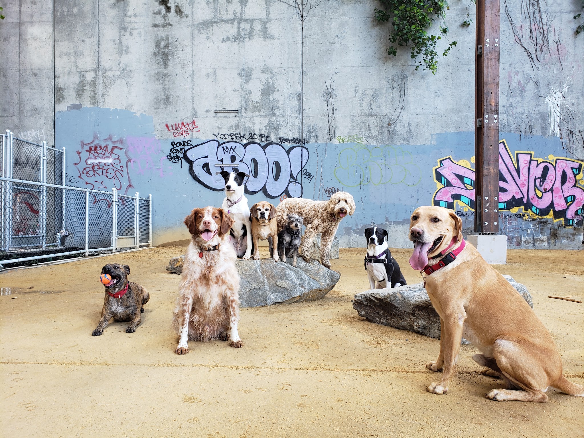 Avalon Dogpatch Dog Park - San Francisco, CA