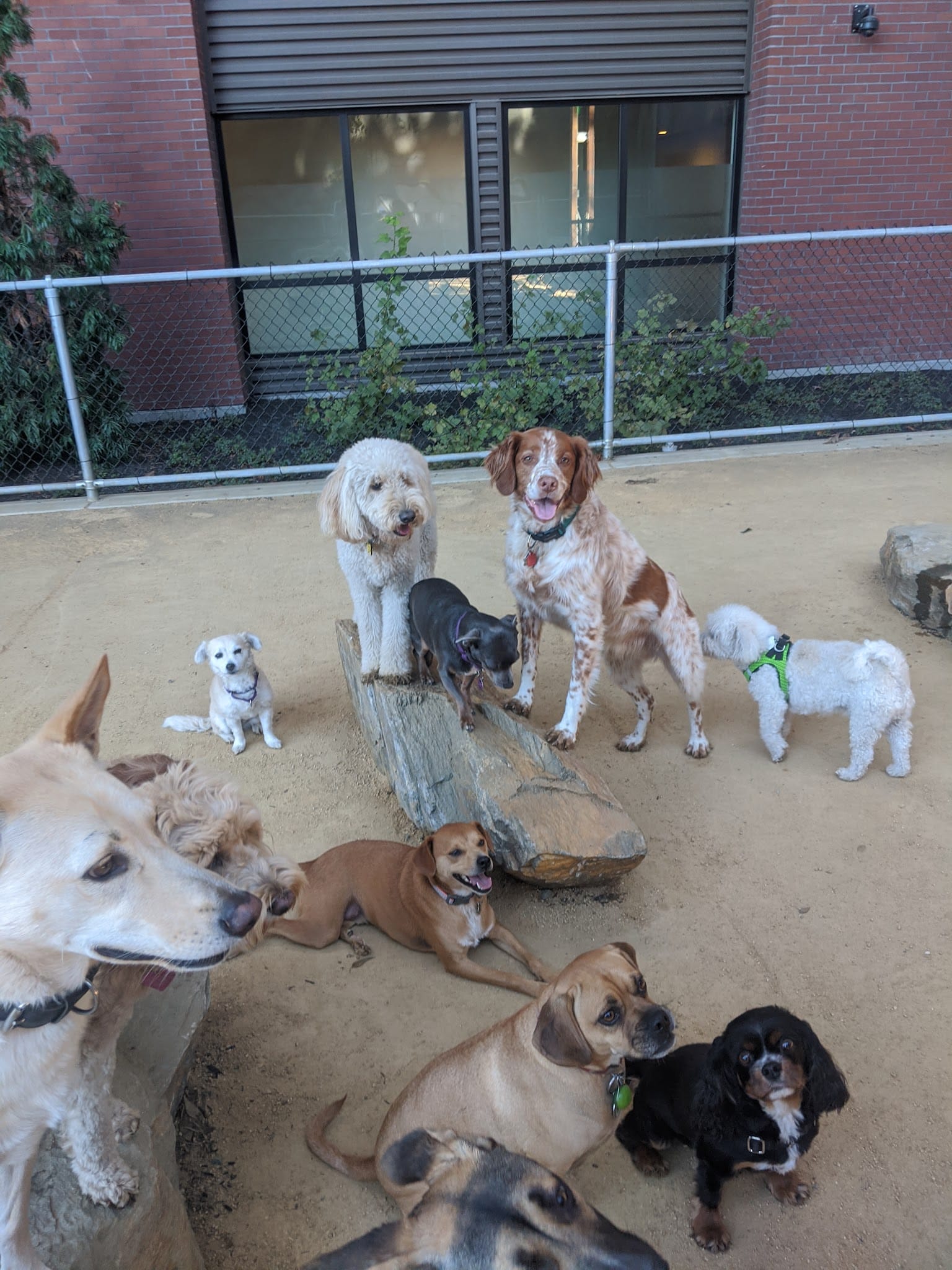 Avalon Dogpatch Dog Park - San Francisco, CA