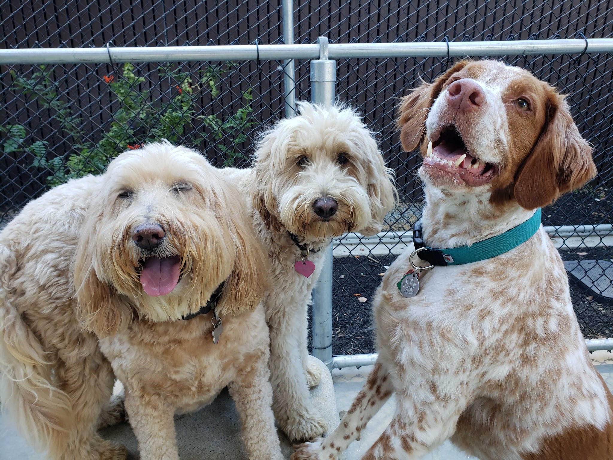 Avalon Dogpatch Dog Park - San Francisco, CA