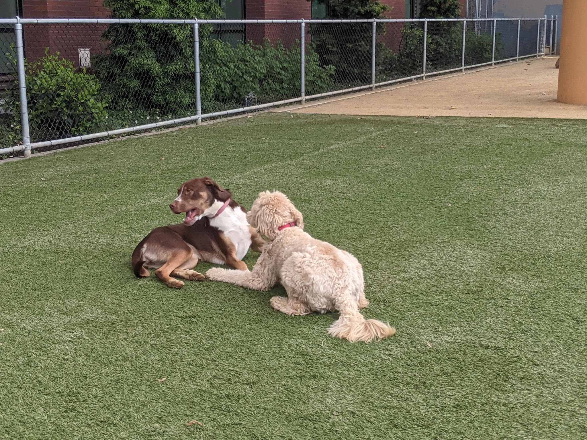 Avalon Dogpatch Dog Park - San Francisco, CA