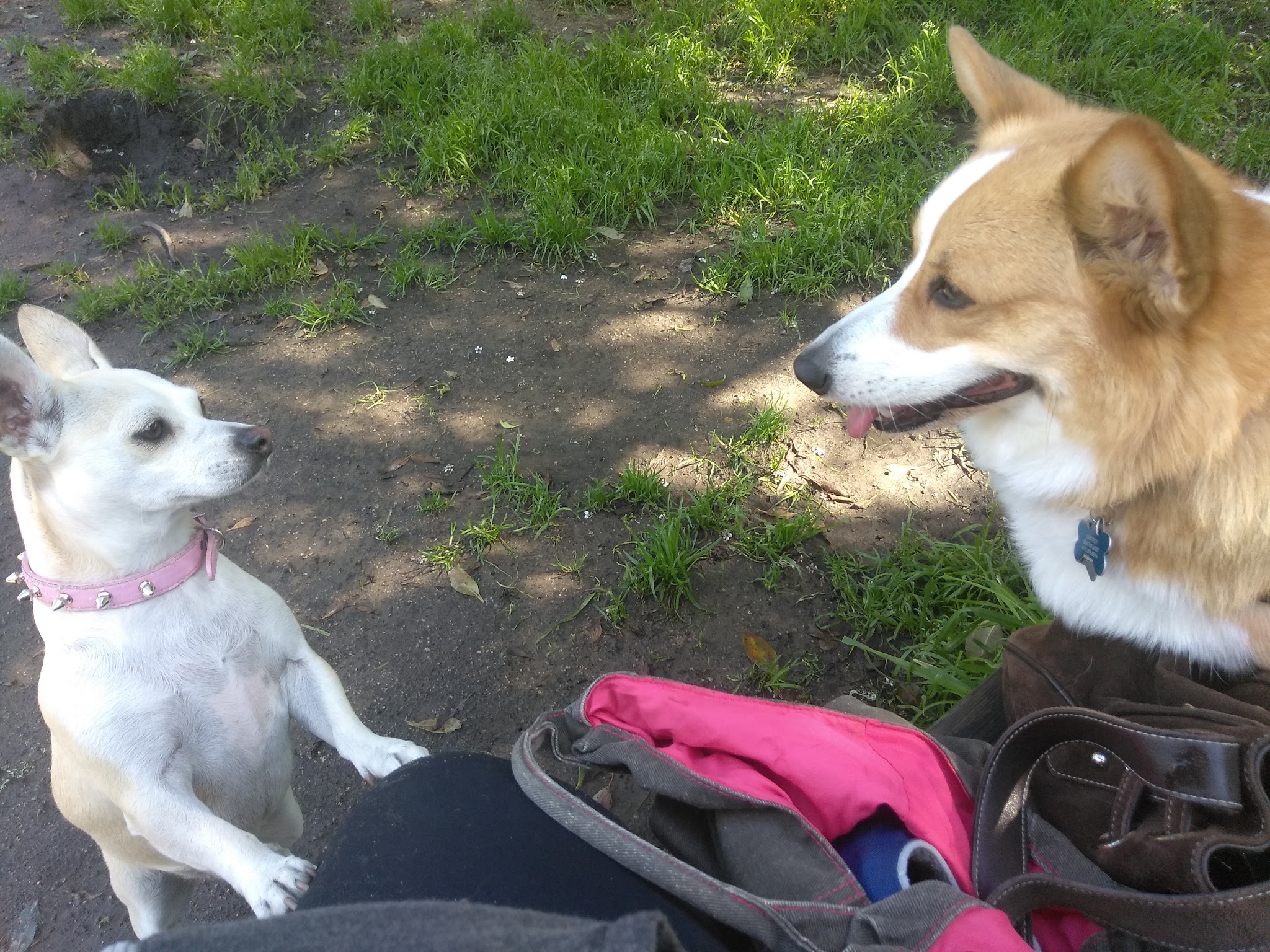 Brotherhood & Alemany Dog Play Area - San Francisco, CA