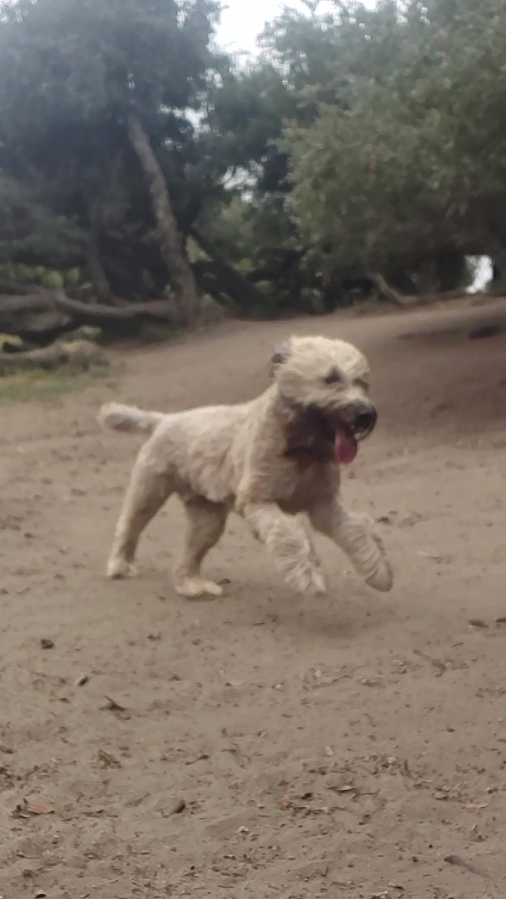 Brotherhood & Alemany Dog Play Area - San Francisco, CA