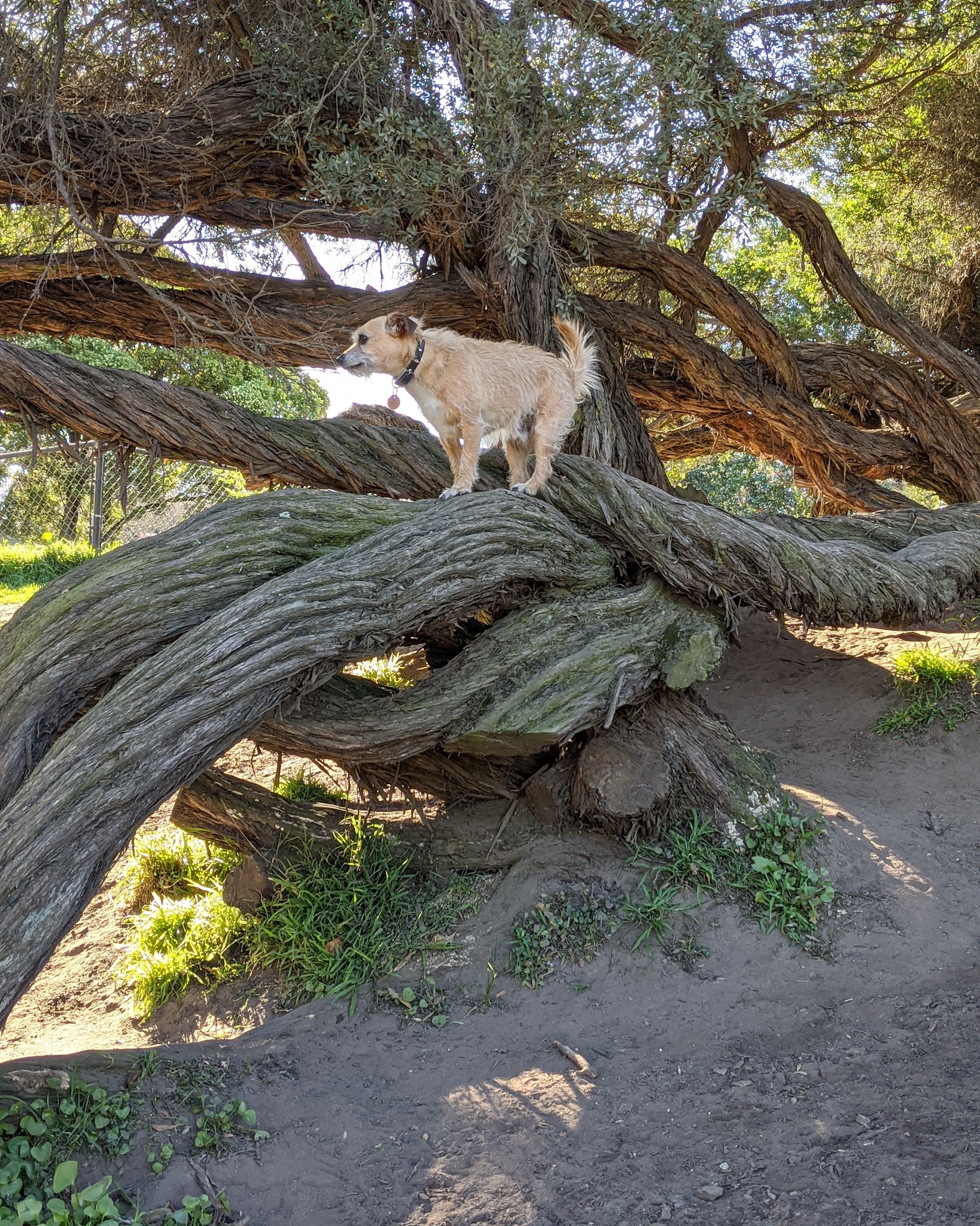Brotherhood & Alemany Dog Play Area - San Francisco, CA