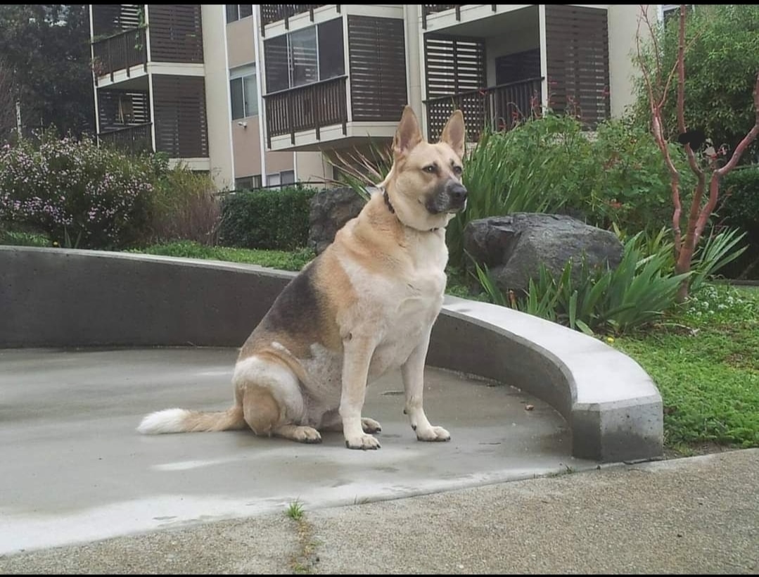 Jefferson Square Dog Play Area - San Francisco, CA