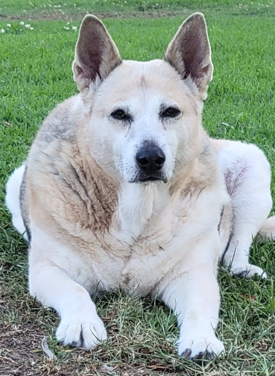 Jefferson Square Dog Play Area - San Francisco, CA