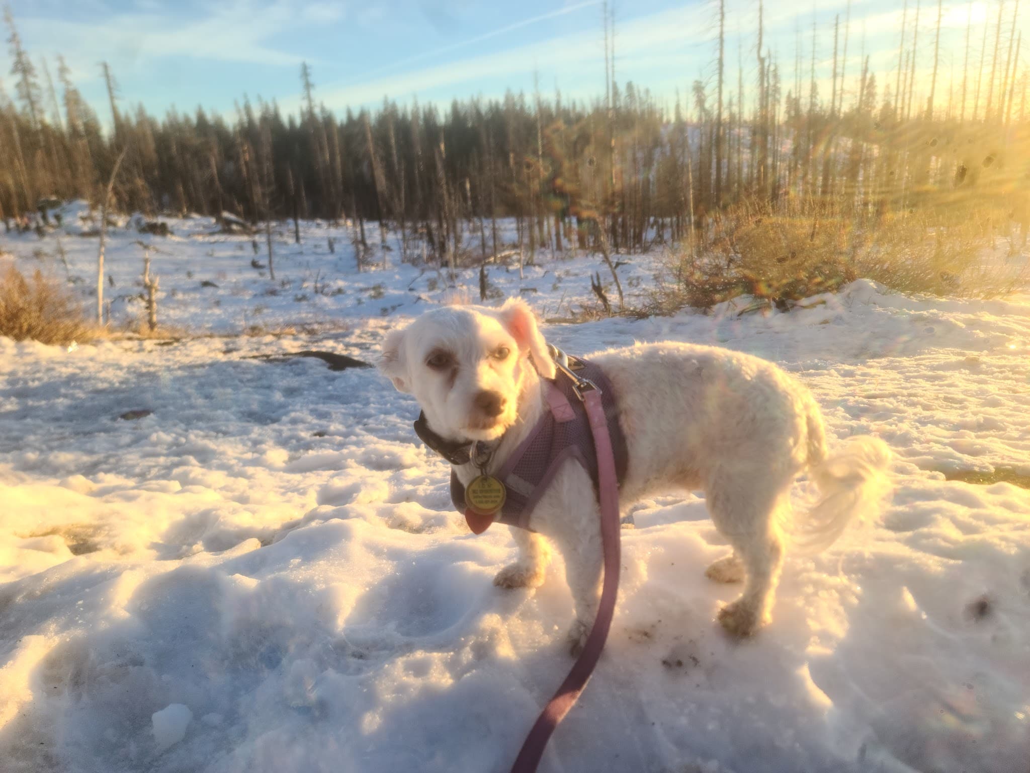 Jefferson Square Dog Play Area - San Francisco, CA