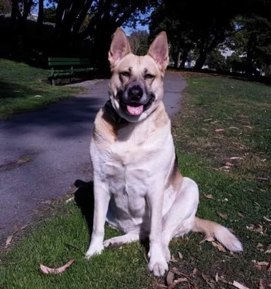 Jefferson Square Dog Play Area - San Francisco, CA