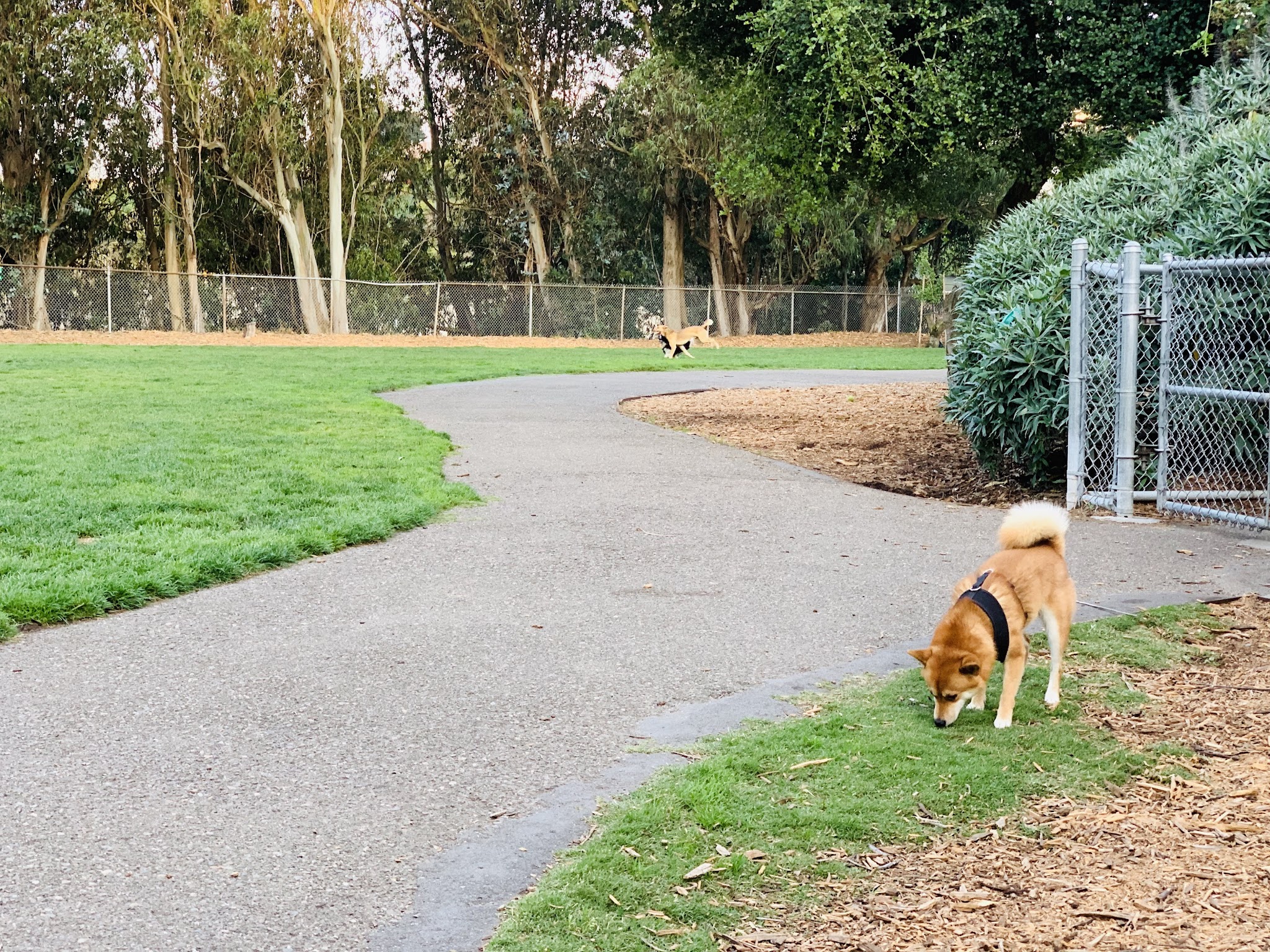 St. Mary's Dog Park - San Francisco, CA