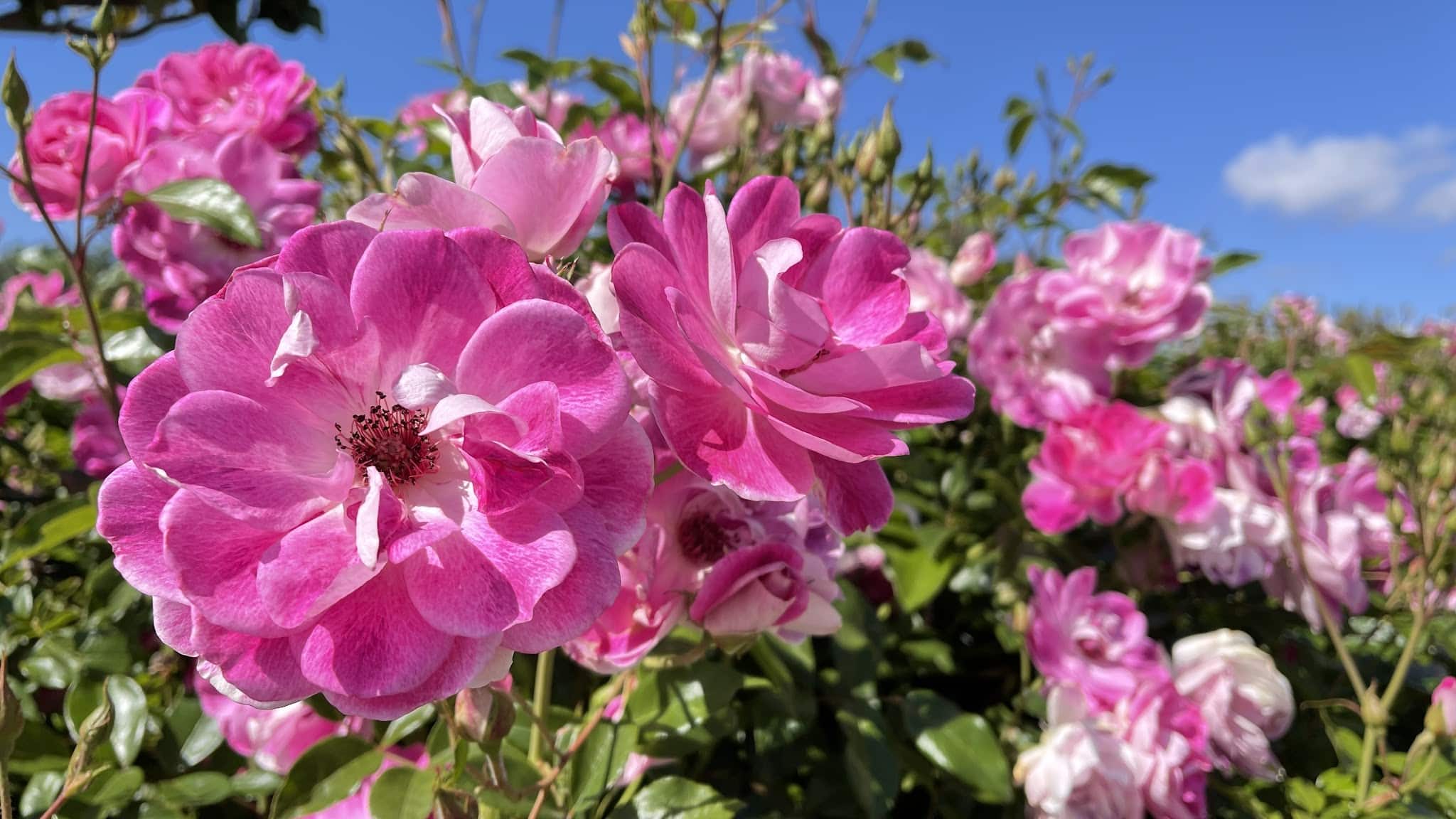 Gran Paradiso Park - San Jose, CA