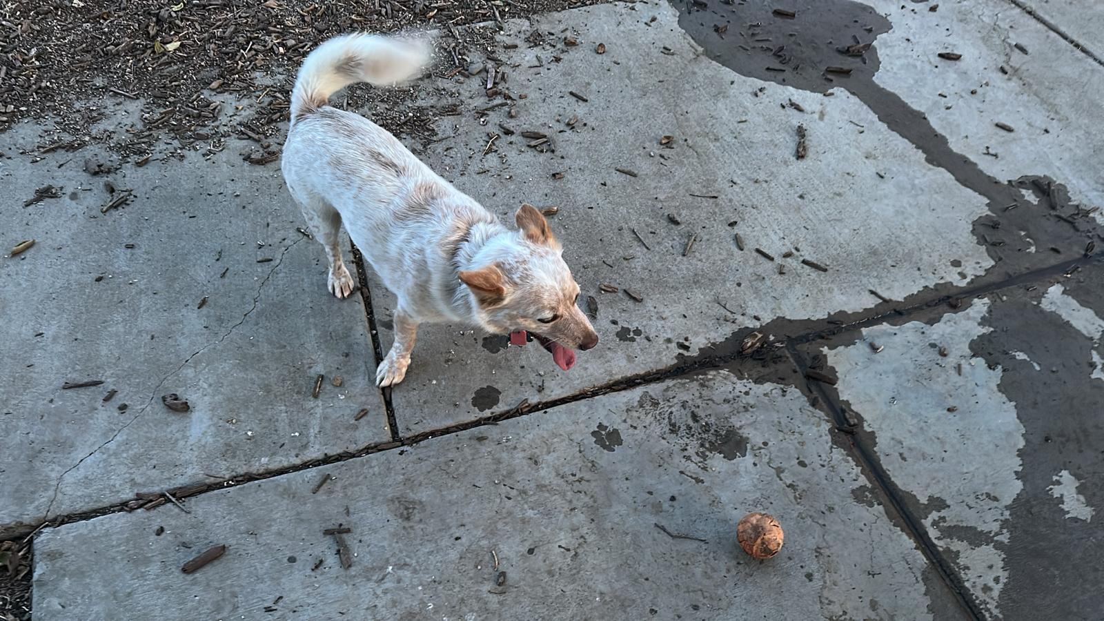 Olinder Dog Park - San Jose, CA