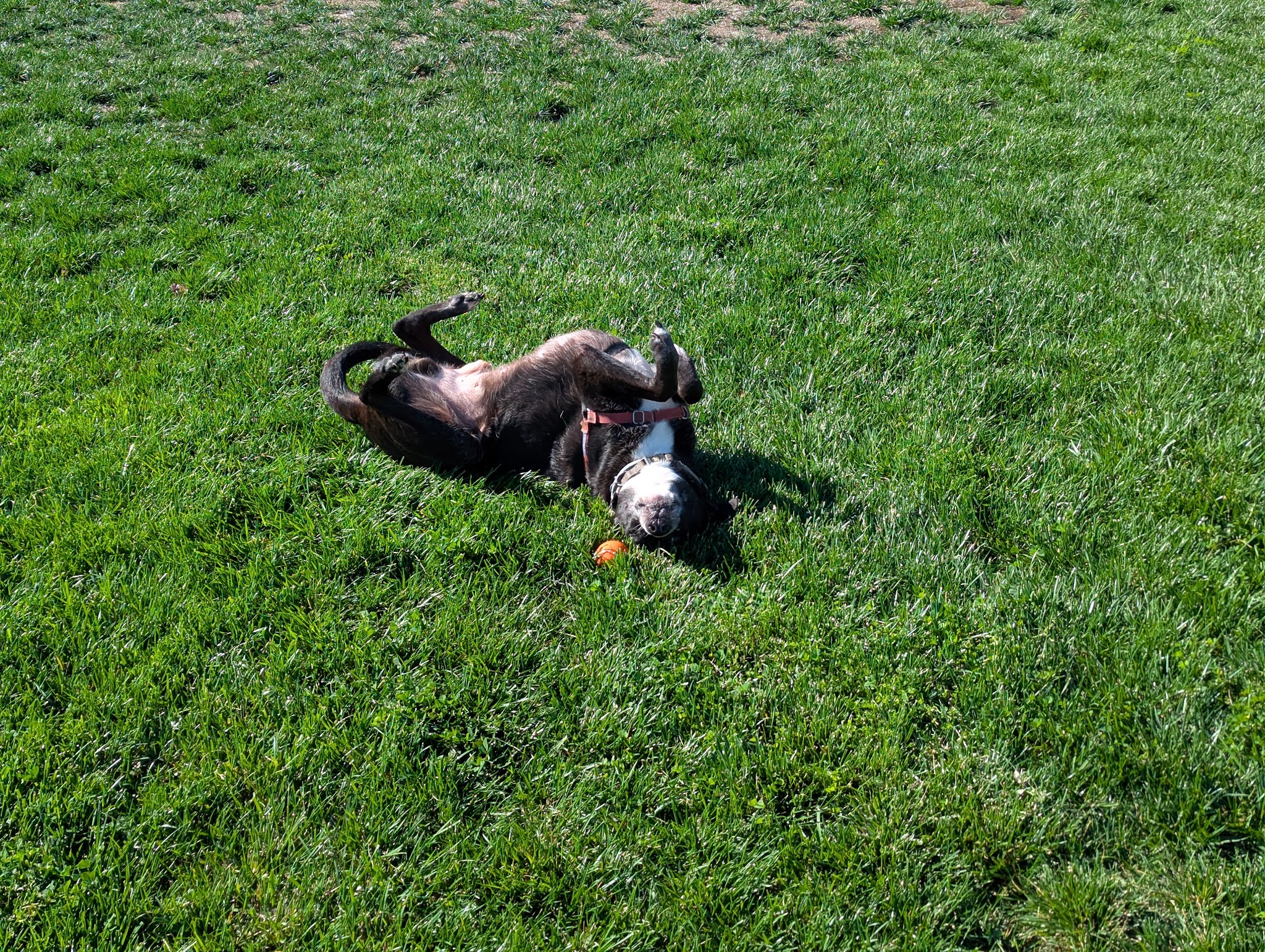 Orchard Park - San Jose, CA