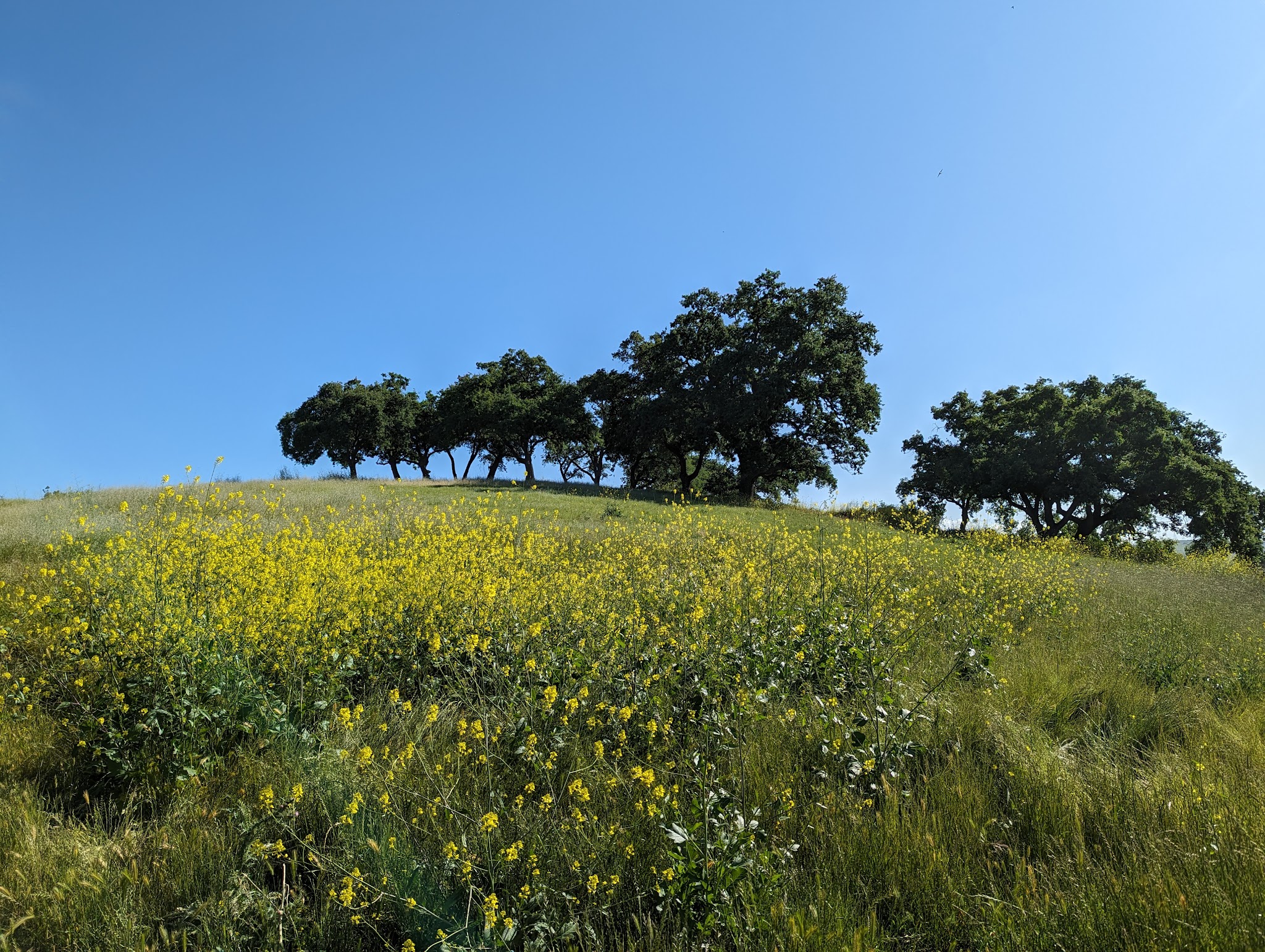 Almaden Meadows Park - San Jose, CA