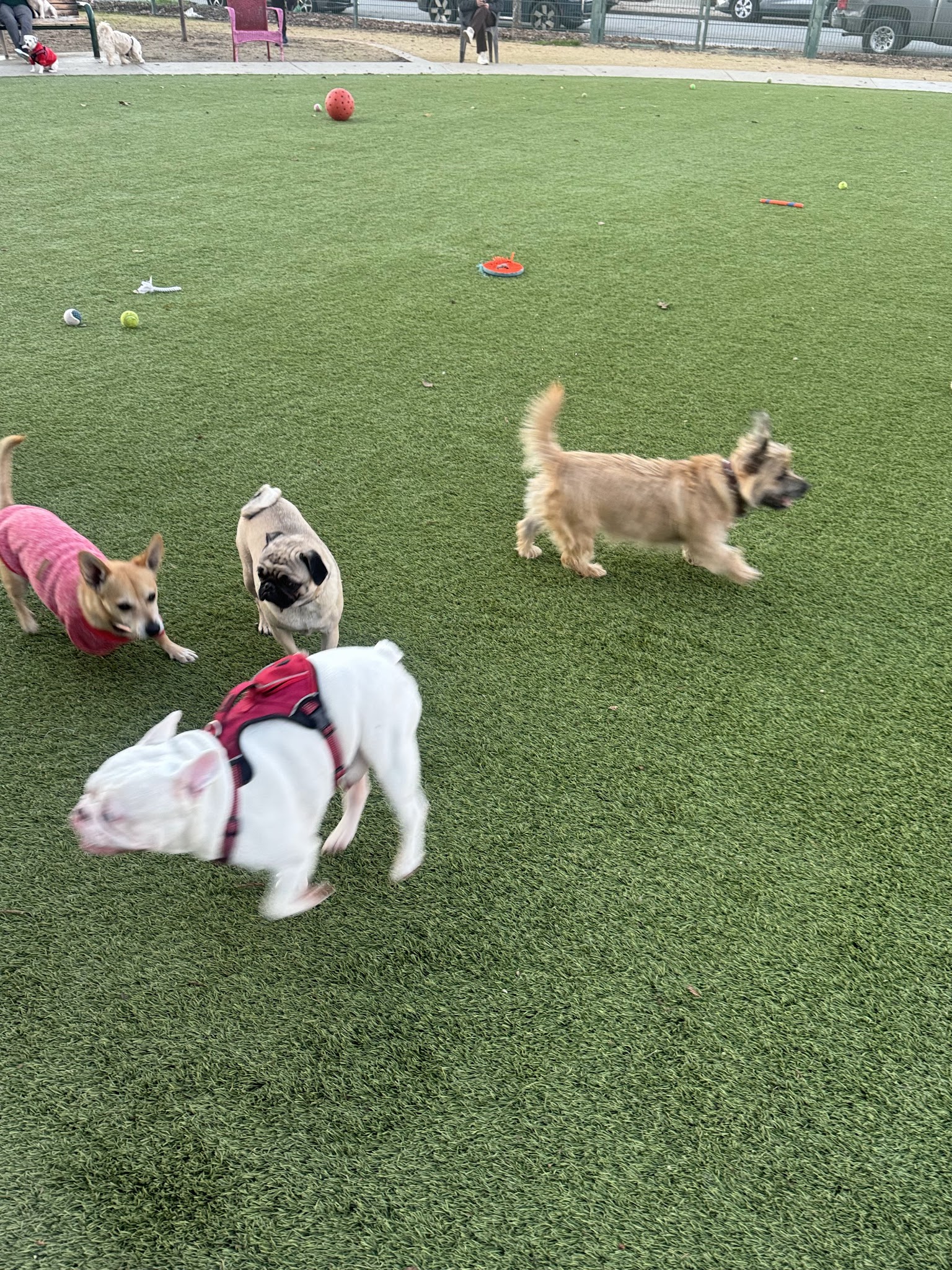 Butcher Dog Park - San Jose, CA